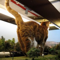 The works inspector