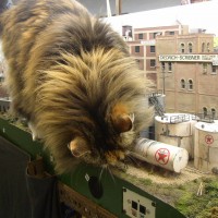 catzilla