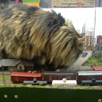 catzilla