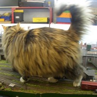catzilla