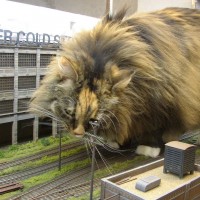 catzilla
