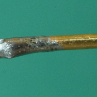 Brass EP-2 Clinic
