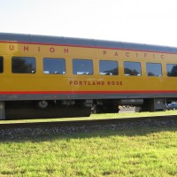 Portland Rose