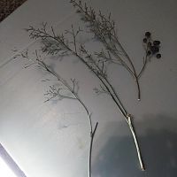 Nandina seed stems for trees