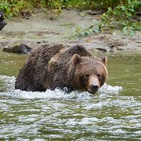 Van Isle 2018 Wal Grizzly_66