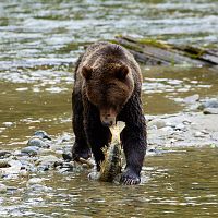 Van Isle 2018 Wal Grizzly_74