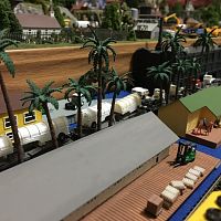 Palm trees