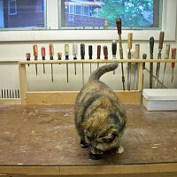 Shop bench with cat.