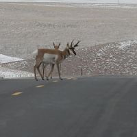 Natures Roadblock!