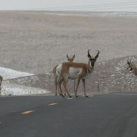 Natures Roadblock-2