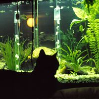 1988-04-15-fish-tank-0084