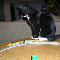 "Hmmm, just another one of those stupid trains my owner plays with."