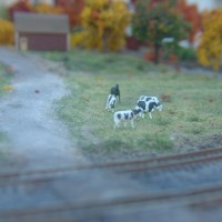 Milk Cows