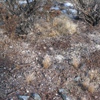 Ground cover