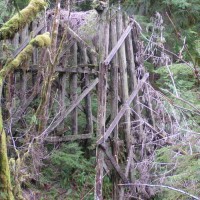 Remains of trestle near site of former town of Keasey, Oregon. We almost missed this one, as I was trying to find Keasey and wasn't sure I had seen it. I noticed a waterfall and on the way back along the highway my wife looked over her shoulder and said, hey, there's a trestle there, too.