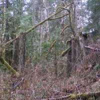 What remains of a few bents on the west side of the creek.