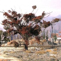 Tree with painted WS fall foliage