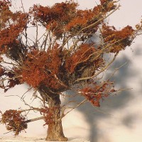 Based on a root clump, with more branches [twigs and roots] glued in.
