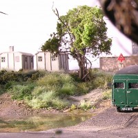 grasses (8)