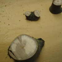 stump1