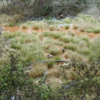 mallards in swamp 1