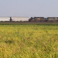 campground rail fanning
