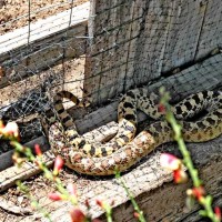 Bull Snake