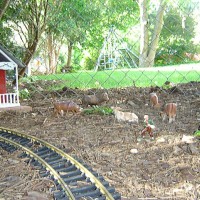 Drexel Hill Central Garden Railroad Cows