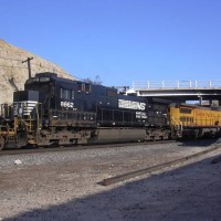 NS 8862 at Yuma