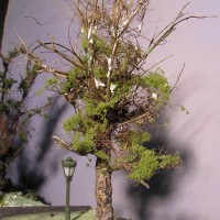 Rebuilt tree 1