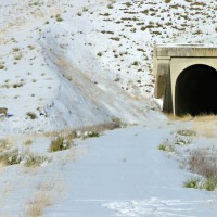 Dinner on the hoof at Lacy Tunnel 3