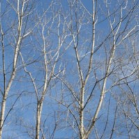 Trains_or_Trees