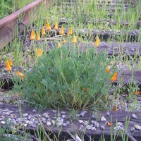 2nd Pic of Crocker Rail Spur, Brisbane, CA