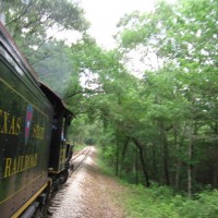 Steaming through the woods
