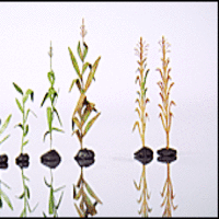 Z scale corn !