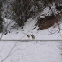 Deer on Tracks