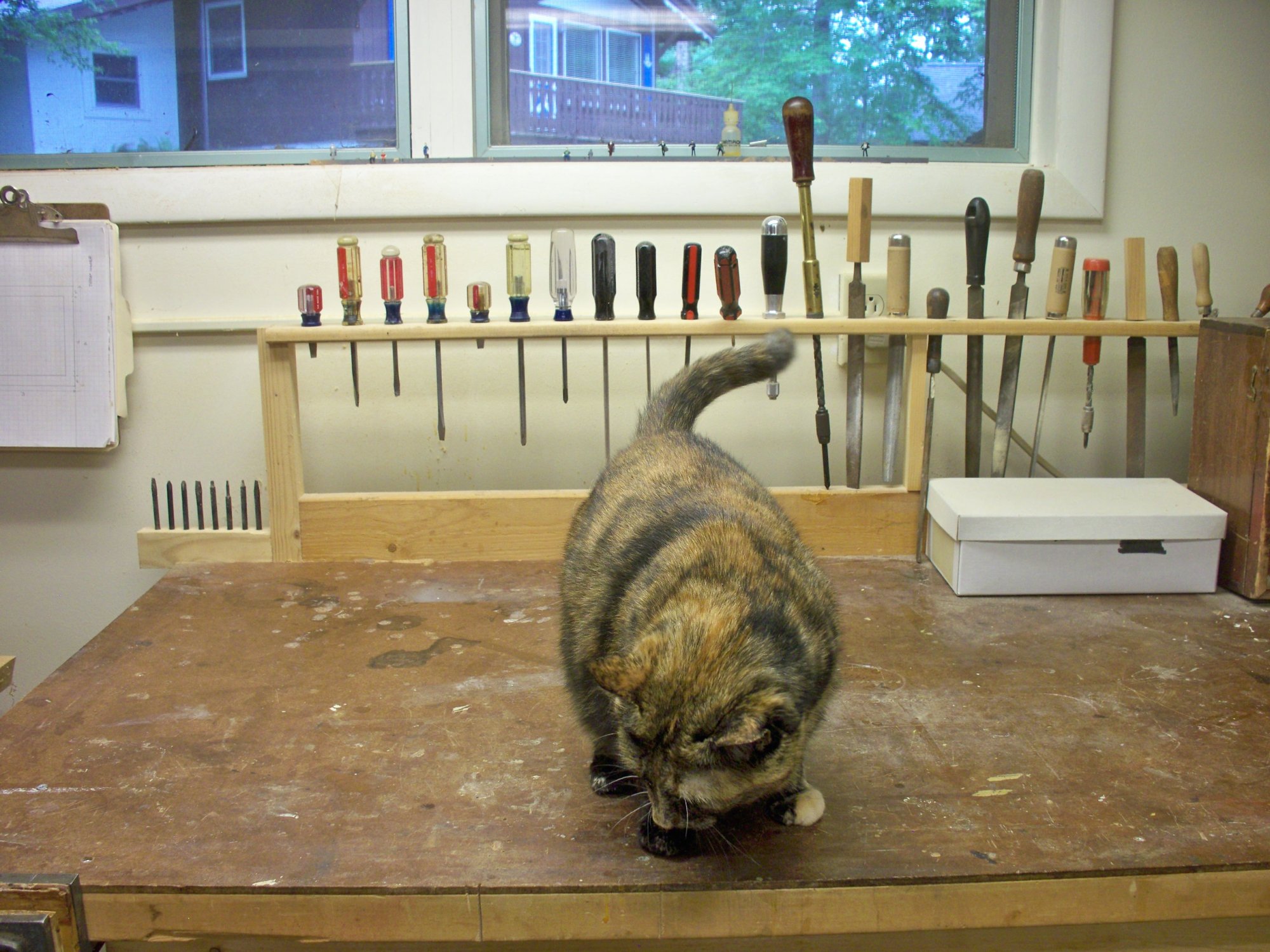 Shop bench with cat.